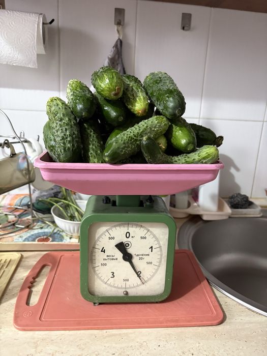 Продам огурцы домашние