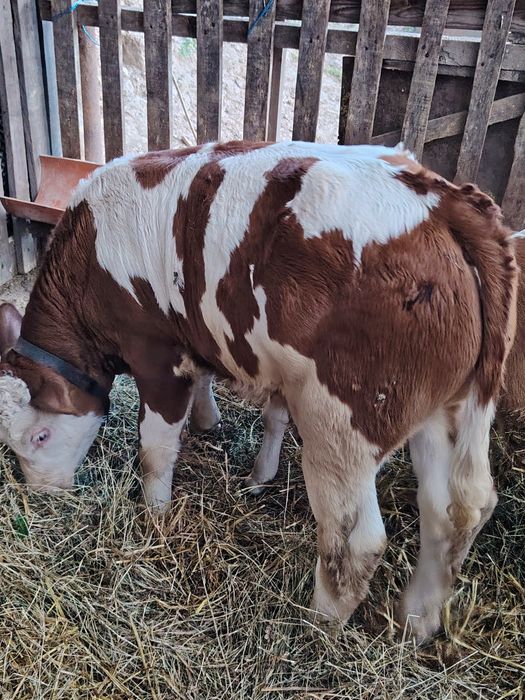 Vând un vițel de o lună jumate
