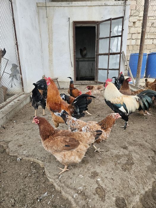 Әтеш бір жылдық сатылады