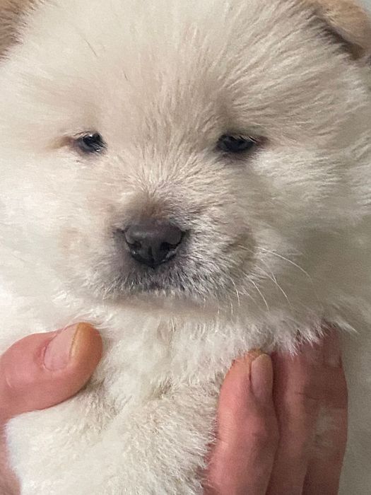 Готовятся к продаже щенки ЧАУ-ЧАУ