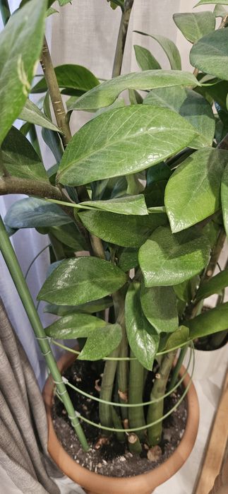 Продам цветок замиакулькас