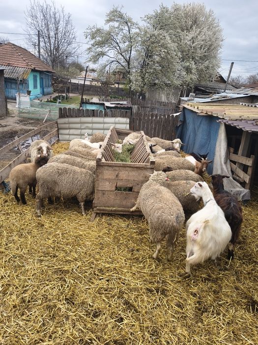 De vânzare 20 de oi și 20 de capre fătate toate