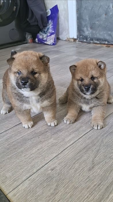 Чистокровные щенки Сиба-ину