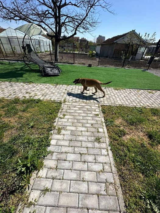 Куче белгийска овчарка