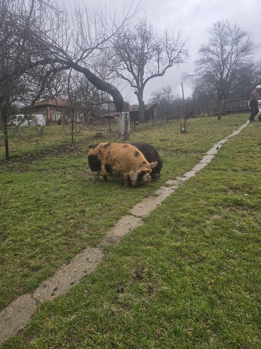 виетнамски прасенца