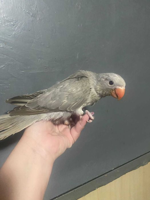 Vand perusi si zebre