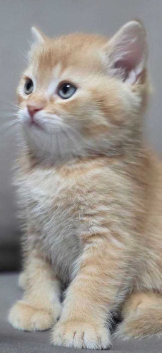 Продаются Шикарные котята!