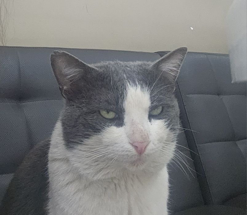 Взрослый кот ищет дом