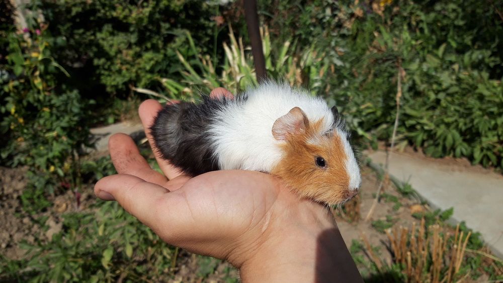 Продаются морские свинки