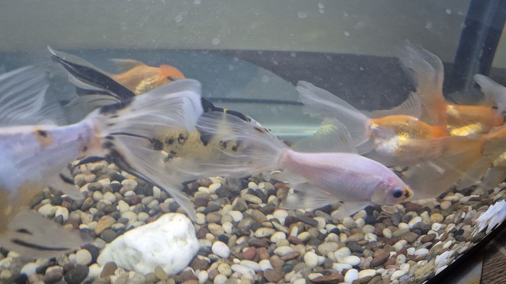 Аквариумные рыбы, комета, красная шапочка