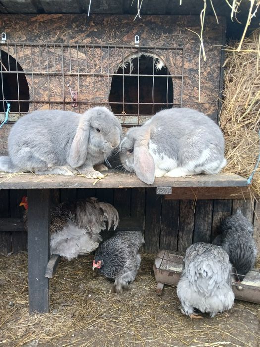Vând iepuri berbec și uriaș german.