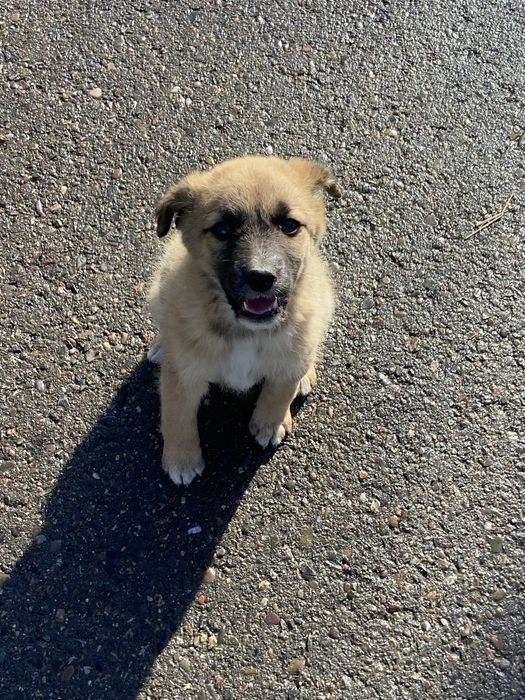 Щенки бесплатно Тараз