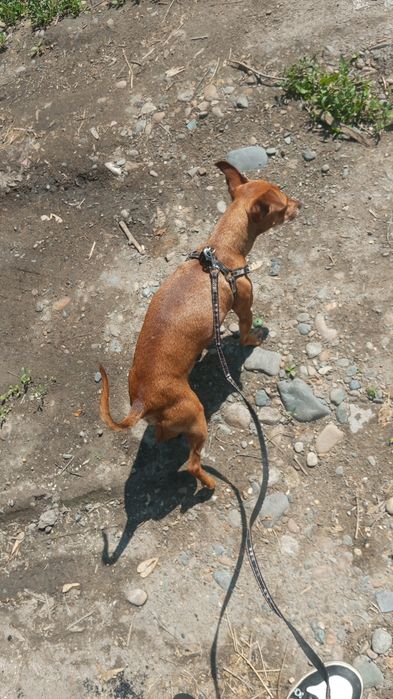 Пропал той терьер