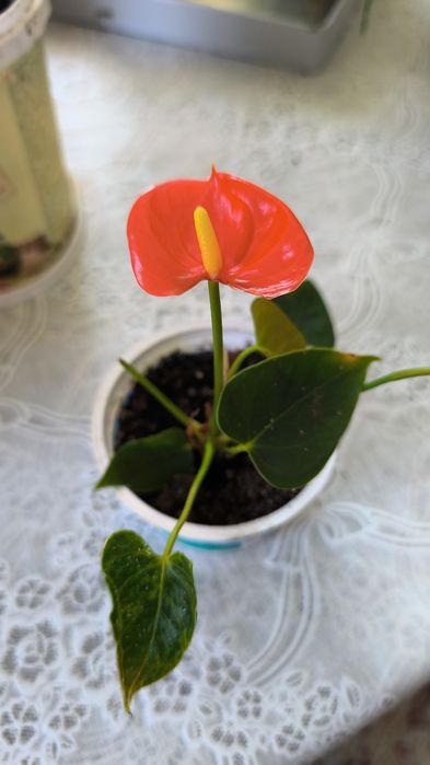 Продаются домашние цветы