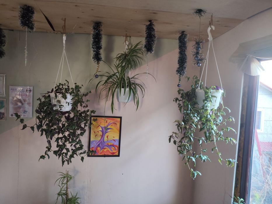 Комнатные цветы( 1.5 года)