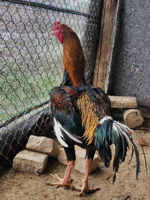 Молодой дакан бойцовый кораз сатылады