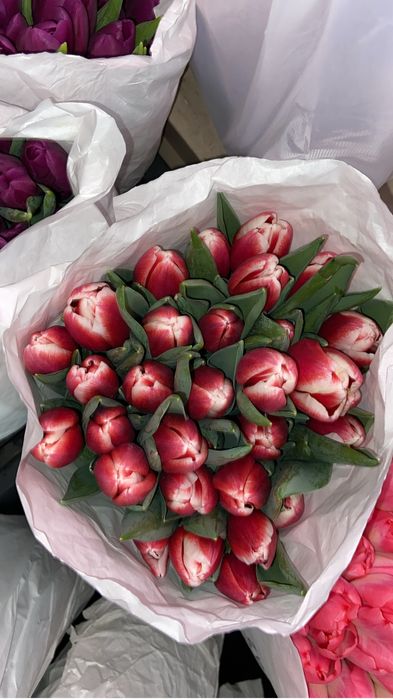 Тюльпаны Алматы 400тг