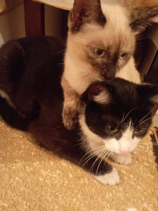 Отдам в хорошие руки