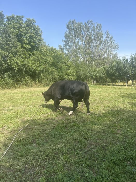 Taur de vanzare