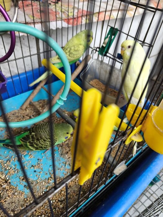 Папагали Валнисти различни цветове кротки.