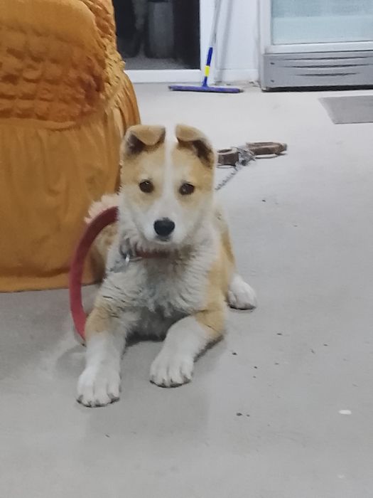 Лаика малчик 1жарым жыл