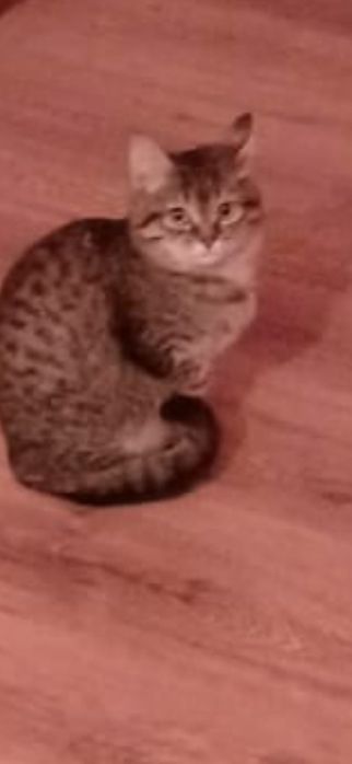 Отдам хорошие руки