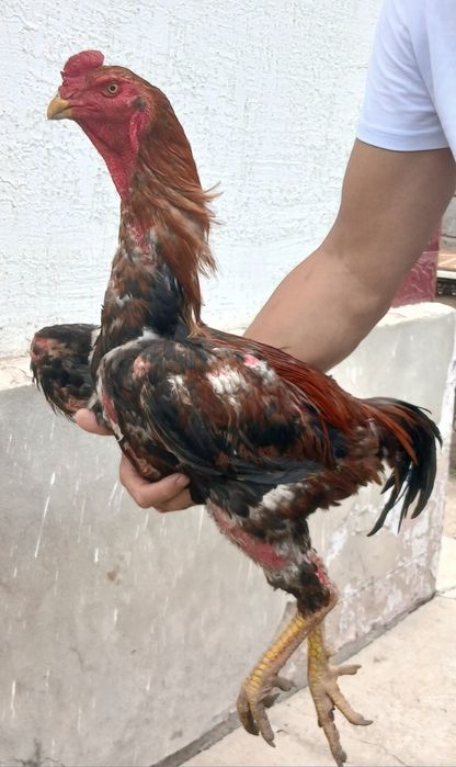 Продам корееца.1/2 месяц