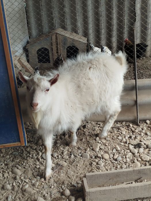 Продам заазинского козла
