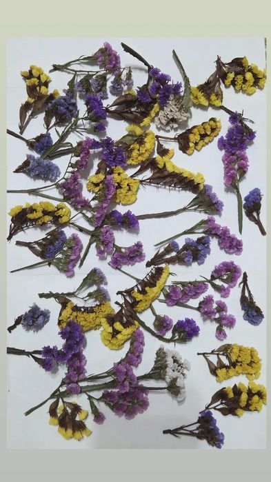 Сухоцветы для творчества