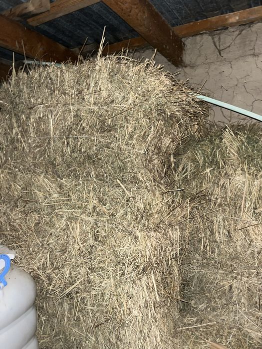 жонышка   клевер