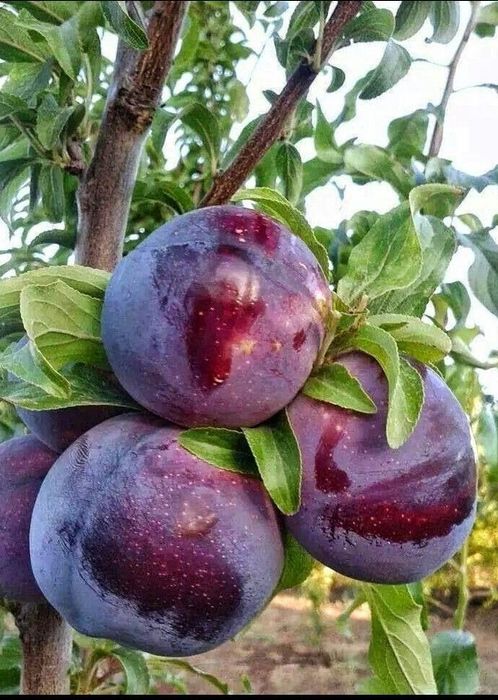 Pepiniera vindem Pomi fructiferi, Gutui, caisi,pruni,mure livram Ro