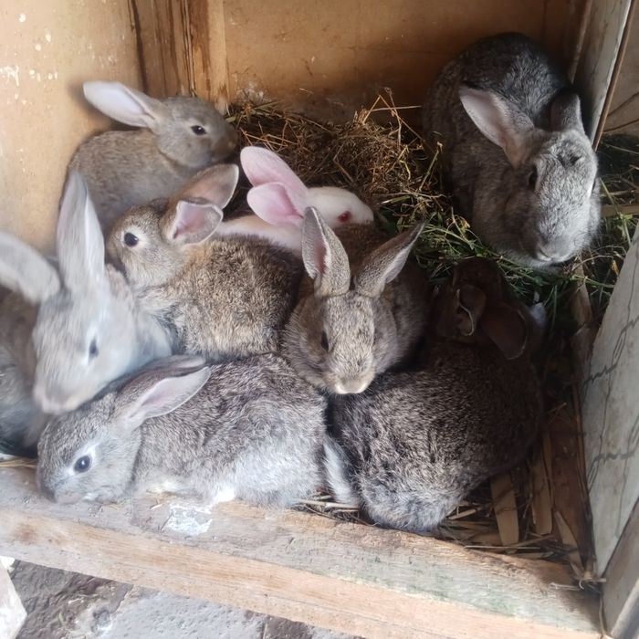 Киёнлар сотилади боласти