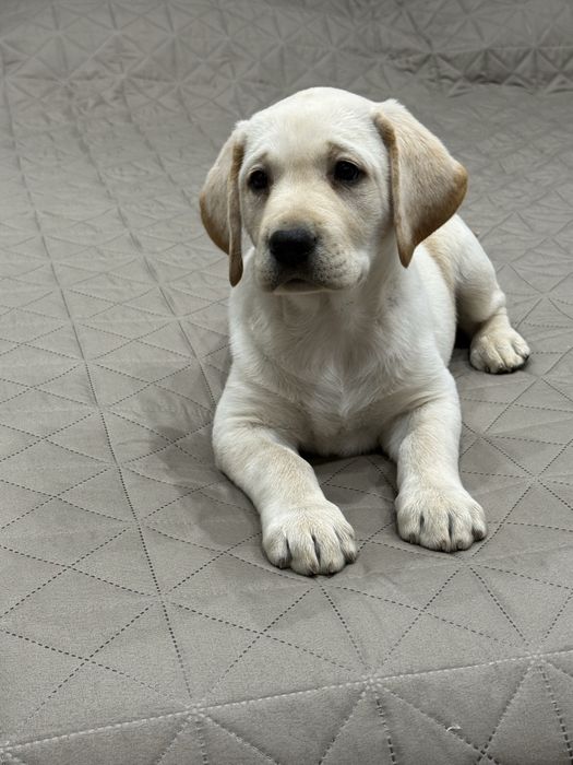 Чистокръвни Лабрадор Ретривар: