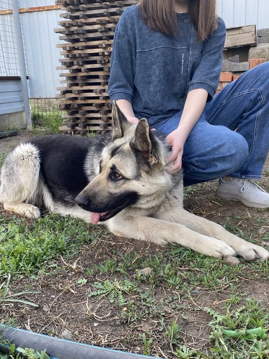 Вязка Восточно Европейской Овчарки