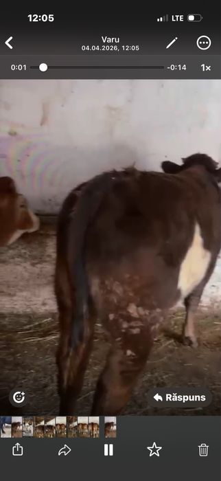 Vand viței bine intretinuti