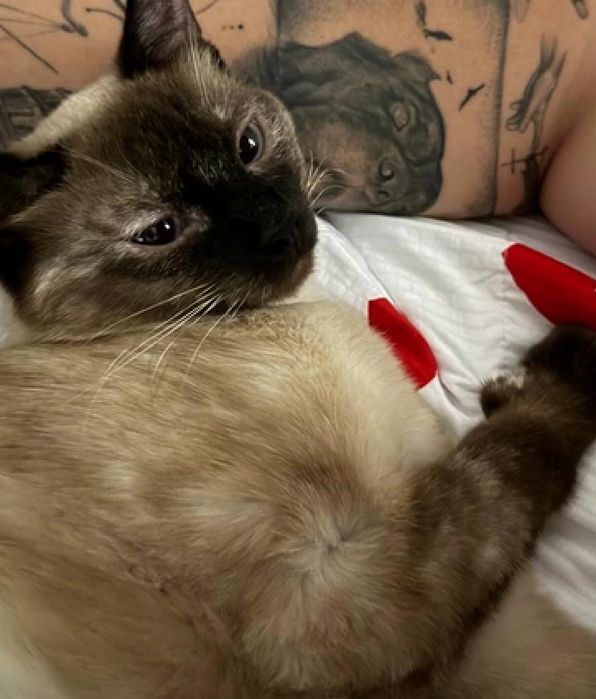 Отдам кошку в добрые руки