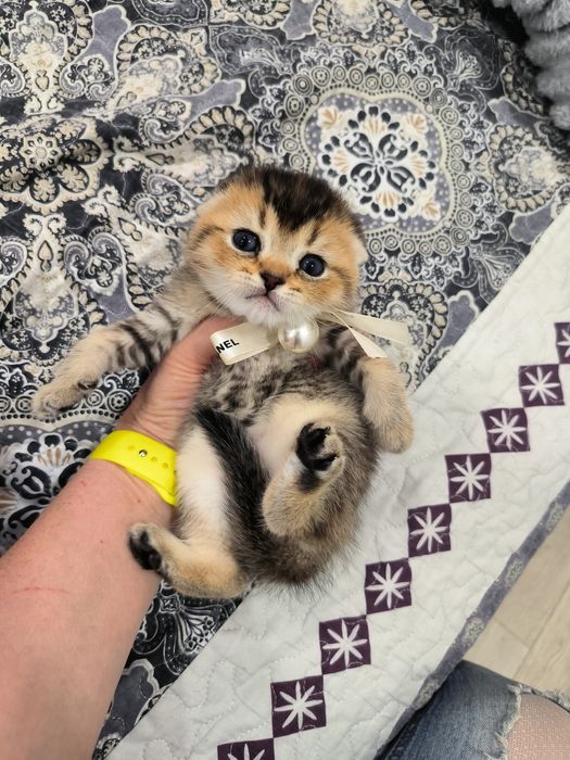 Котята от правильной вязки
