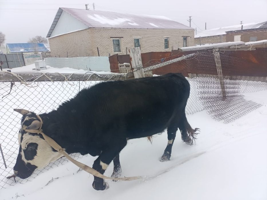 Продается быки. Букалар сатылады
