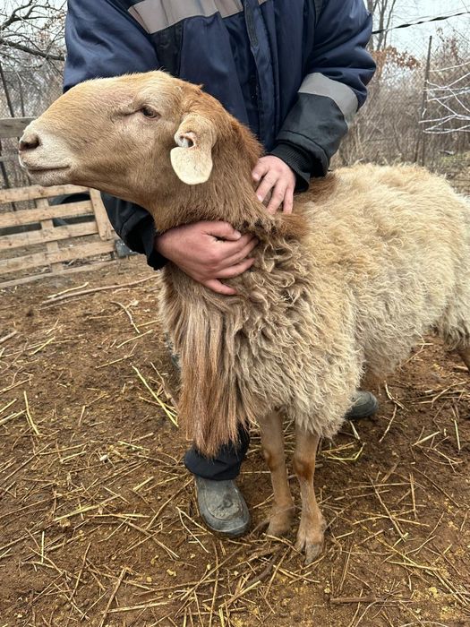 Продам двух кошкаров