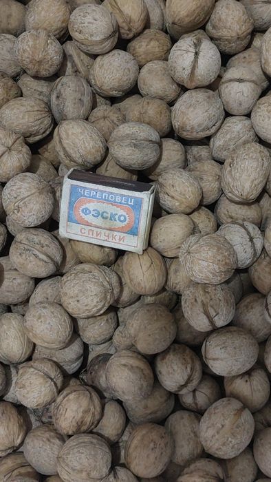 Продам орехи грецкие