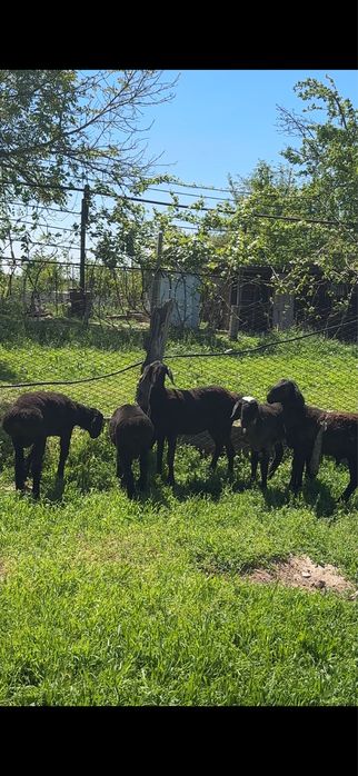 Кошкар ургашы аралас