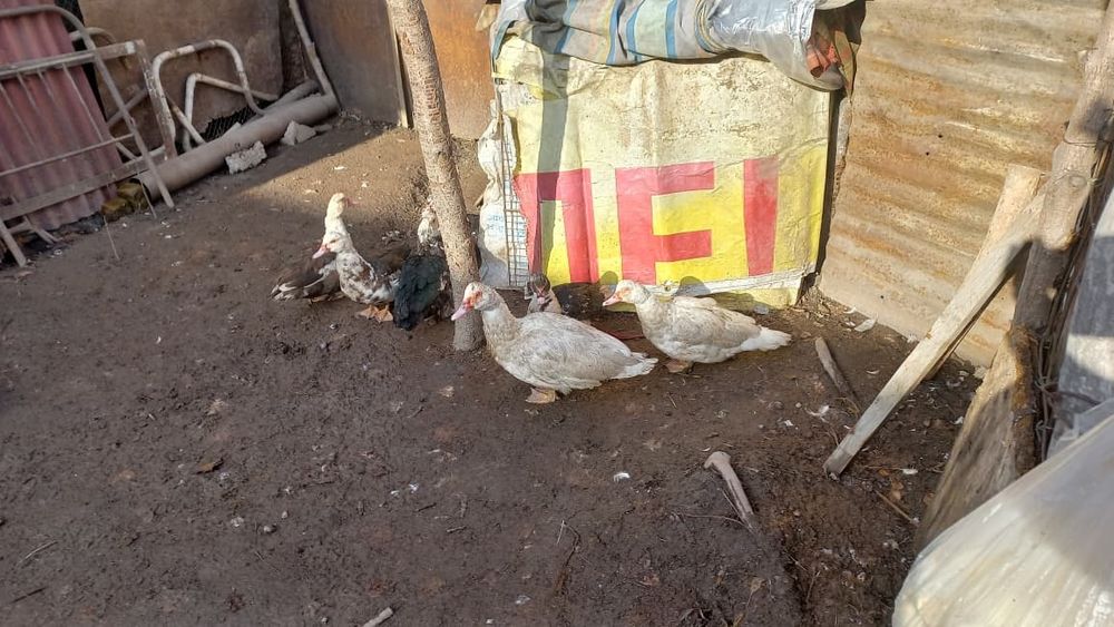 Срочно. Продам. Индаутка