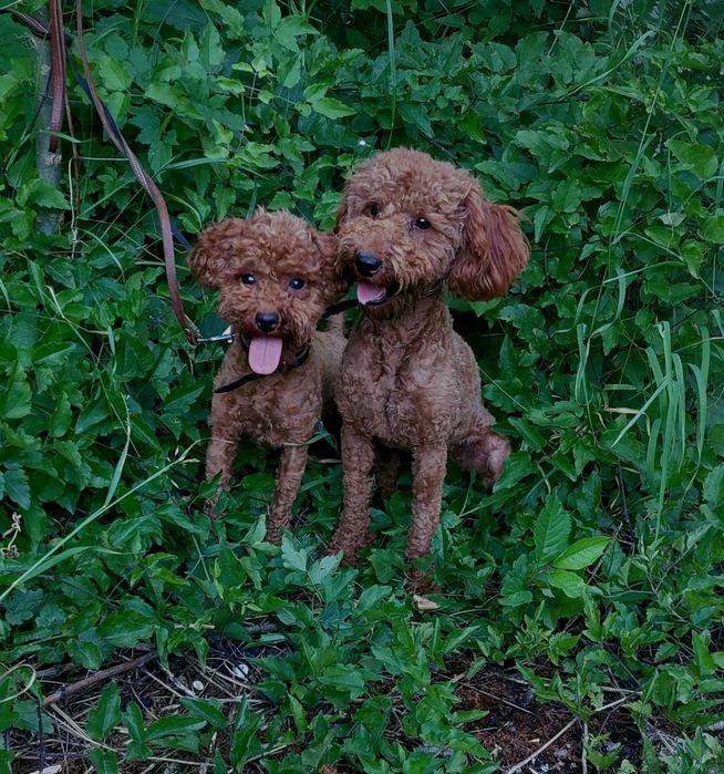 Родословни той пуделчета Ред Дог