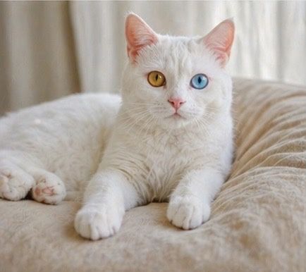 Turkish angora long hair vyazga uchun