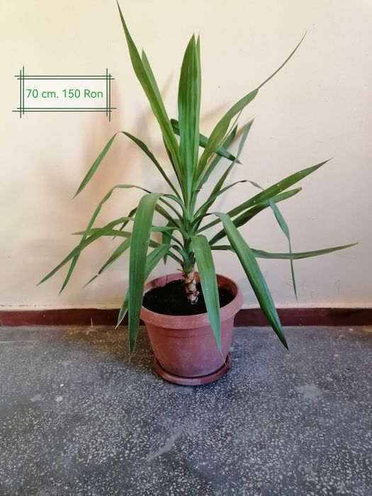 De vânzare plante de apartament