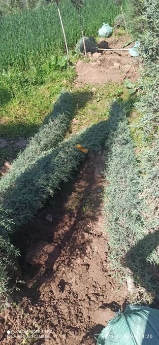 Archa kesish gazon ekish