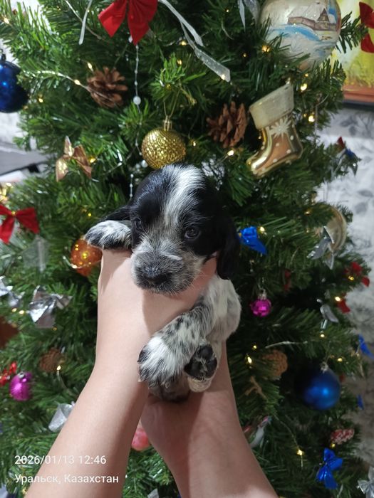 Щенки русско спаниель