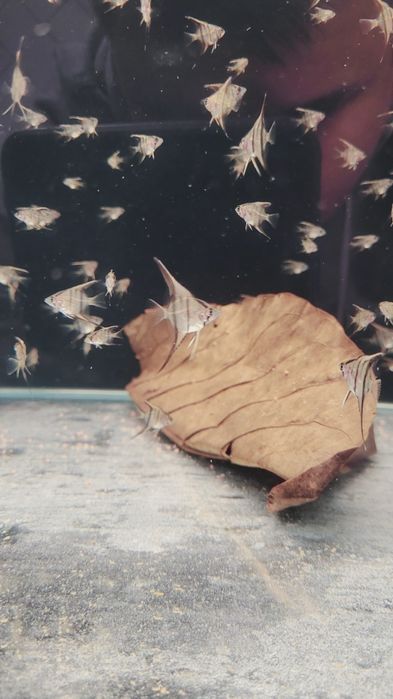 Rio Nanay Angelfish малки