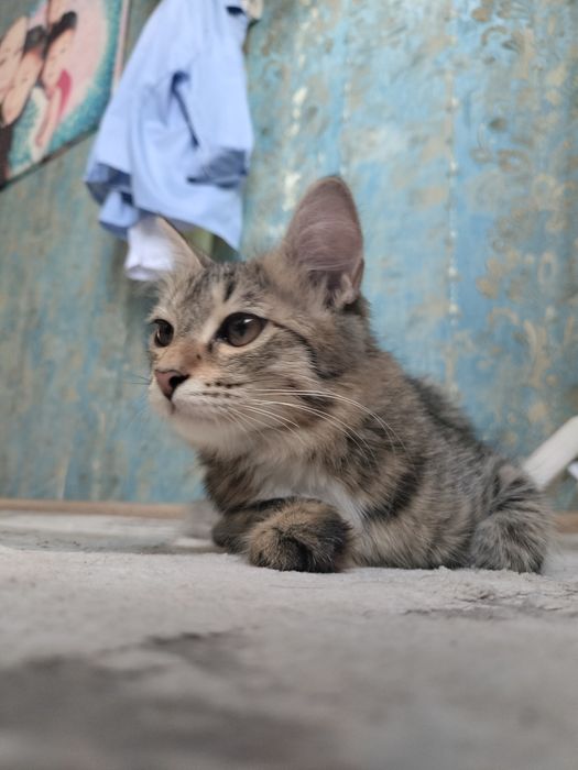 Дам в добрые руки