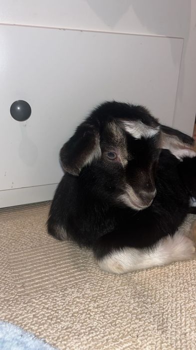 Козлята девочки и мальчики альпо/англонубийцы